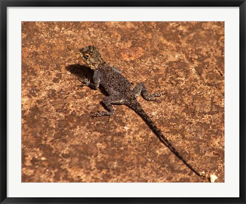 Framed Malawi; Zomba; Brown lizard, Zomba Mountain Lodge Print