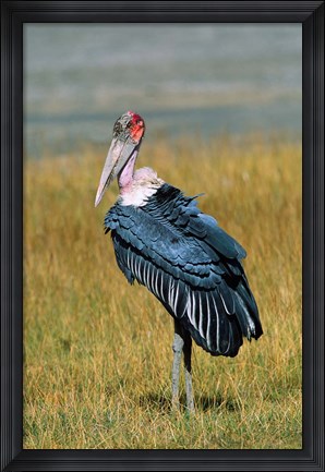 Framed Marabou Stork, Kenya Print