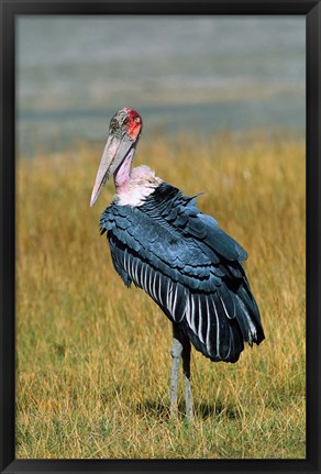 Framed Marabou Stork, Kenya Print