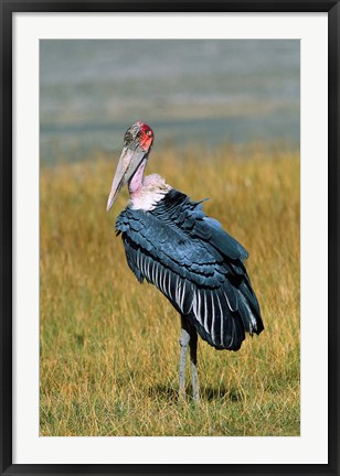 Framed Marabou Stork, Kenya Print