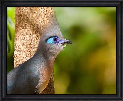 Framed Madagascar, Crested coua bird next to tree Print