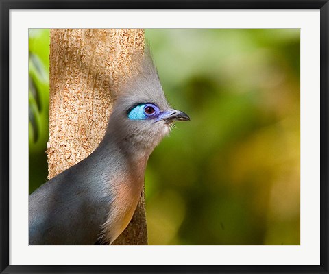 Framed Madagascar, Crested coua bird next to tree Print