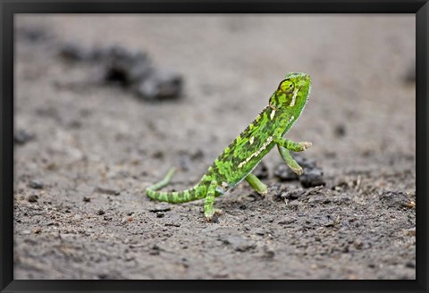 Framed Jackson&#39;s Chameleon lizard, Maasai Mara Kenya Print