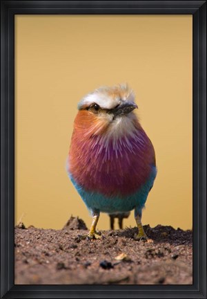 Framed Lilac-breasted Roller bird, Maasai Mara, Kenya Print