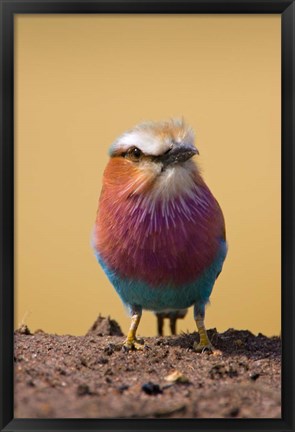 Framed Lilac-breasted Roller bird, Maasai Mara, Kenya Print