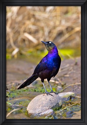 Framed Longtailed Glossy Starling bird, Maasai Mara Kenya Print