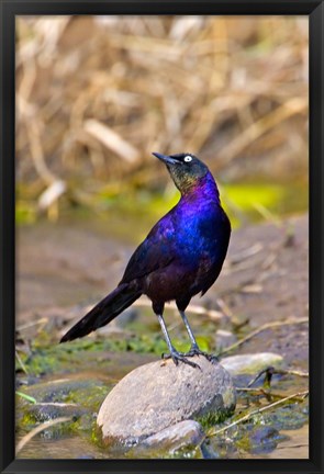 Framed Longtailed Glossy Starling bird, Maasai Mara Kenya Print