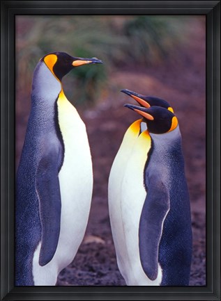 Framed King Penguins, South Georgia Island, Antarctica Print