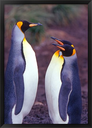 Framed King Penguins, South Georgia Island, Antarctica Print