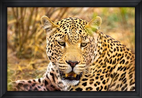 Framed Leopard Profile at Africat Project, Namibia Print
