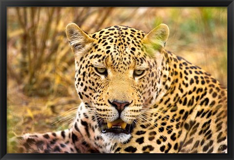 Framed Leopard Profile at Africat Project, Namibia Print