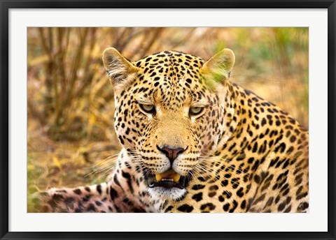 Framed Leopard Profile at Africat Project, Namibia Print