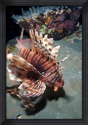 Framed Lionfish at Daedalus Reef Print