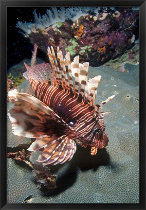 Framed Lionfish at Daedalus Reef Print