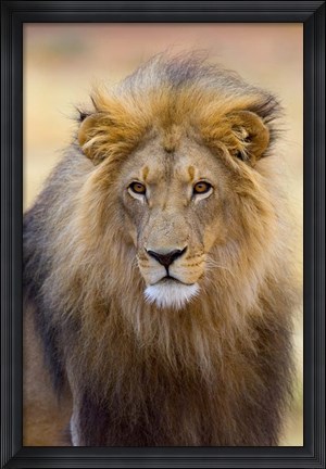 Framed Male Lion at Africat Project, Namibia Print