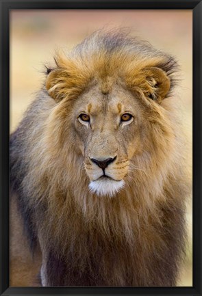 Framed Male Lion at Africat Project, Namibia Print