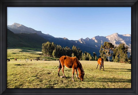 Framed Horse herd grazing, Arkwasiye, Highlands of Ethiopia Print