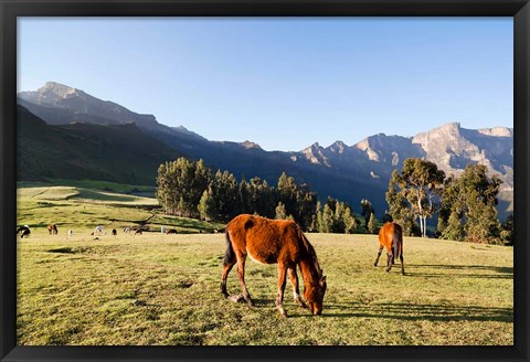 Framed Horse herd grazing, Arkwasiye, Highlands of Ethiopia Print