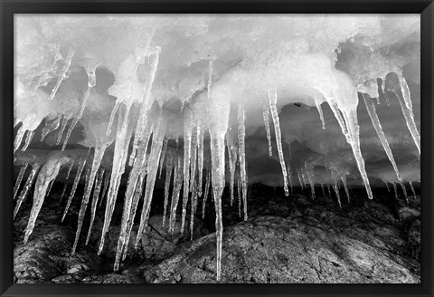 Framed Icicles hang from an ice roof, Cuverville Island, Antarctica. Print