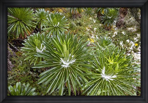 Framed Lobelia wollastoni in fresh snow, Ruwenzori, Uganda Print