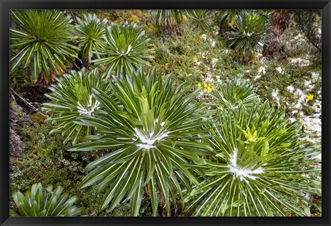 Framed Lobelia wollastoni in fresh snow, Ruwenzori, Uganda Print