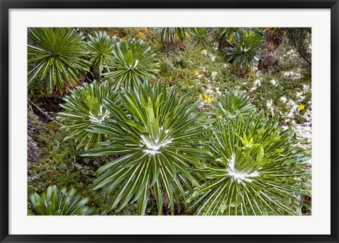 Framed Lobelia wollastoni in fresh snow, Ruwenzori, Uganda Print