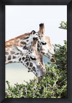 Framed Maasai Giraffe, Maasai Mara Game Reserve, Kenya Print