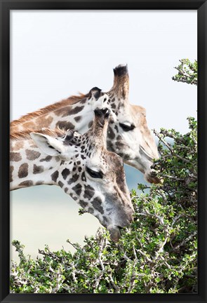 Framed Maasai Giraffe, Maasai Mara Game Reserve, Kenya Print