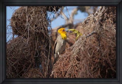 Framed Madagascar, Ifaty, Sakalava Weaver bird Print