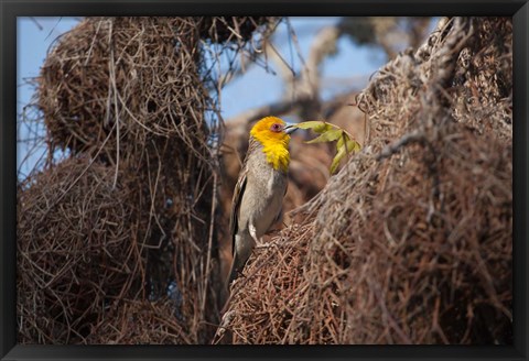 Framed Madagascar, Ifaty, Sakalava Weaver bird Print
