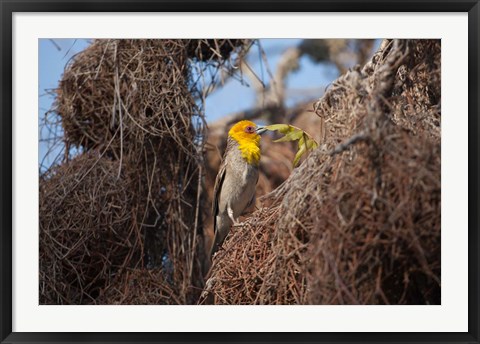 Framed Madagascar, Ifaty, Sakalava Weaver bird Print