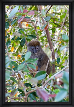 Framed Madagascar, Perinet, Eastern Grey Bamboo Lemur Print