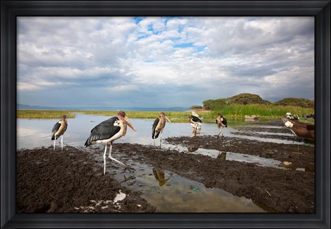 Framed Marabou Storks, fish market in Awasa, Ethiopia Print