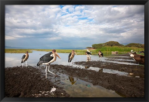 Framed Marabou Storks, fish market in Awasa, Ethiopia Print