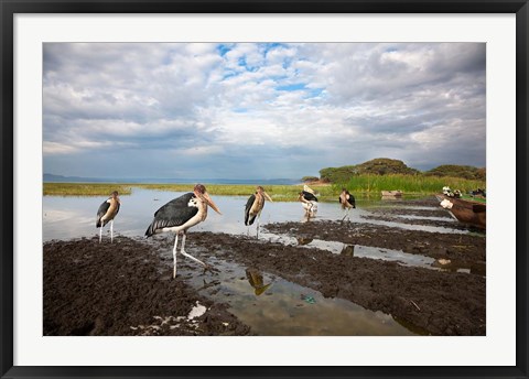 Framed Marabou Storks, fish market in Awasa, Ethiopia Print