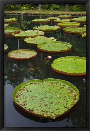 Framed Mauritius, Botanical Garden, Giant Water Lily flowers Print