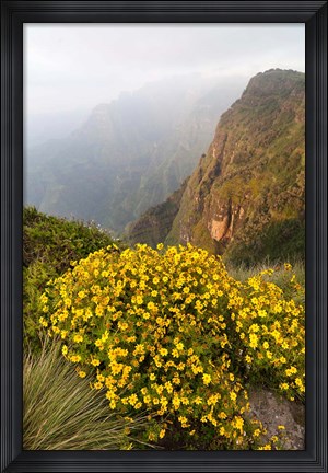 Framed Yellow flowers, Semien Mountains National Park, Ethiopia Print