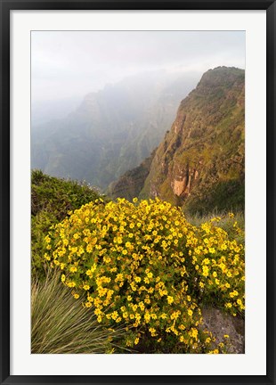 Framed Yellow flowers, Semien Mountains National Park, Ethiopia Print