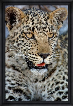 Framed Leopard Female Cub, Savuti Channal, Linyanti Area, Botswana Print