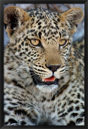 Framed Leopard Female Cub, Savuti Channal, Linyanti Area, Botswana Print