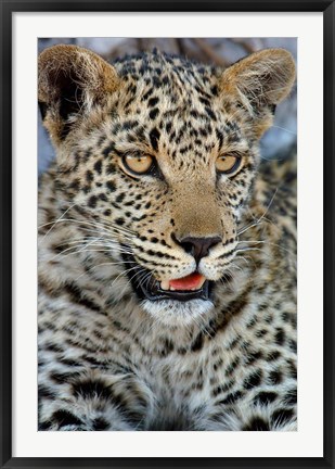 Framed Leopard Female Cub, Savuti Channal, Linyanti Area, Botswana Print