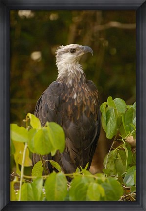 Framed Madagascar fish eagle, Ankarafantsika Nature Reserve Print