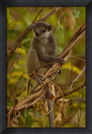 Framed Mongoose lemur wildlife, Ankarafantsika, MADAGASCAR Print