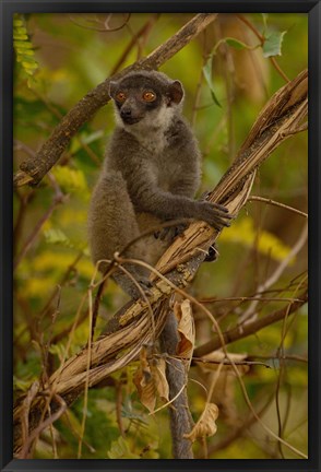 Framed Mongoose lemur wildlife, Ankarafantsika, MADAGASCAR Print