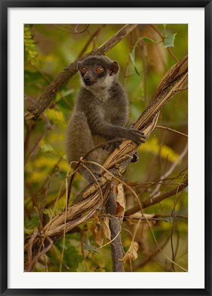 Framed Mongoose lemur wildlife, Ankarafantsika, MADAGASCAR Print