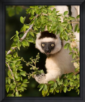 Framed Madagascar. Verreaux&#39;s sifaka hanging in tree. Print