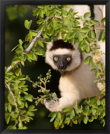 Framed Madagascar. Verreaux&#39;s sifaka hanging in tree. Print