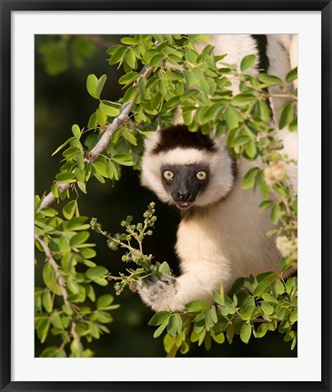 Framed Madagascar. Verreaux&#39;s sifaka hanging in tree. Print