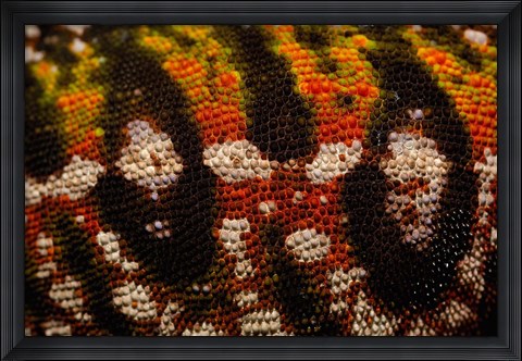 Framed Jewel chameleon skin, lizard, MADAGASCAR Print