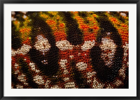 Framed Jewel chameleon skin, lizard, MADAGASCAR Print